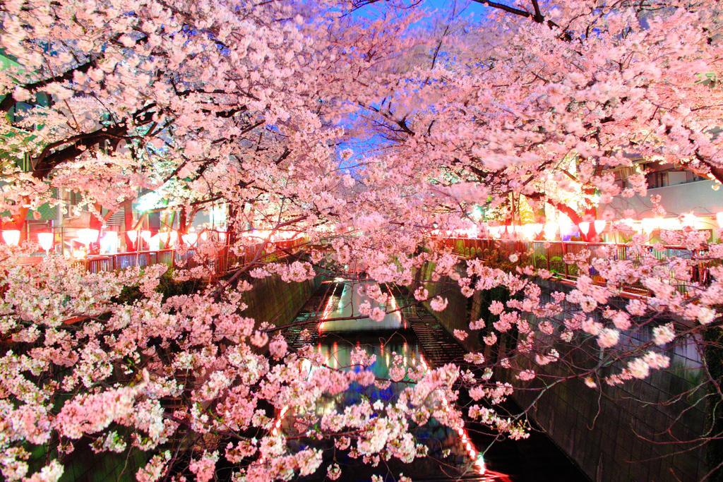 COTO Tokyo Shibuya Lejlighed Eksteriør billede
